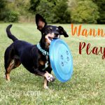 Dog Frisbees for Fun in the Outdoors