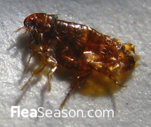 flea picture can help you identify if your dog or cat has fleas