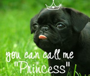 Cute Pug dog - You Can Call Me Princess