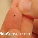 Fleas on Humans