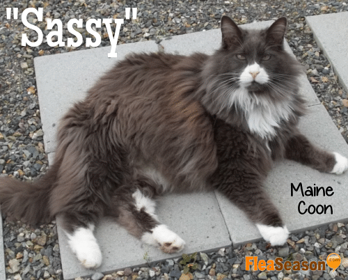 Sassy our Main Coon gray cat.