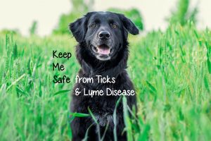 Tick Transmitted Lyme Disease in Dogs and Cats