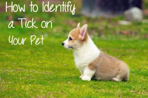 How to Identify a Tick on Your Pet