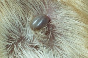 Ticks on Pets, Which Hiding Places to Check