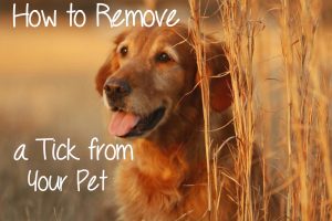 How to Safely Remove a Tick from Dog or Cat