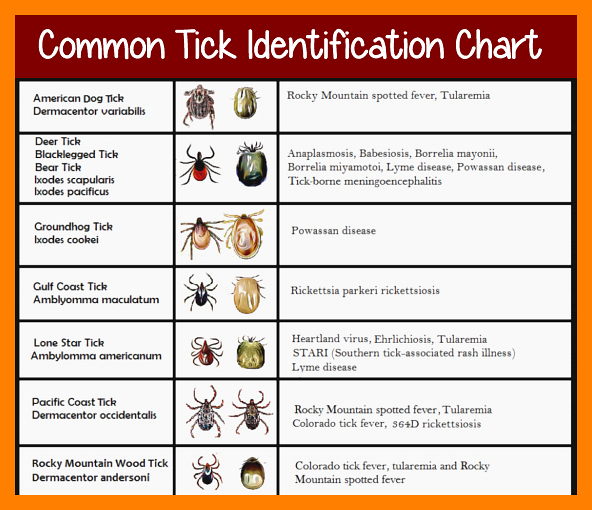 Common Tick Identification Chart